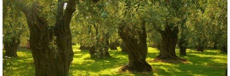 OLIVE CULTIVATION