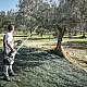 ΕΛΑΙΟΡΑΒΔΙΣΤΙΚΟ CIFARELLI SC605