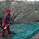 ΕΛΑΙΟΡΑΒΔΙΣΤΙΚΟ CIFARELLI SC800