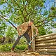 ΚΛΑΔΕΥΤΗΡΙ ΜΑΚΡΙΩΝ ΧΕΙΡΟΛΑΒΩΝ GARDENA EASYCUT L 12031-20