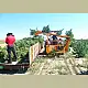 ΣΥΛΛΕΚΤΙΚΗ ΦΑΡΜΑΚΕΥΤΙΚΗΣ ΚΑΝΝΑΒΗΣ RMTD