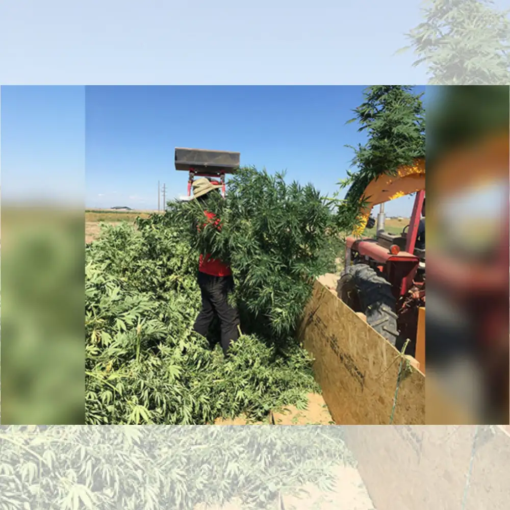 ΣΥΛΛΕΚΤΙΚΗ ΦΑΡΜΑΚΕΥΤΙΚΗΣ ΚΑΝΝΑΒΗΣ RMTD