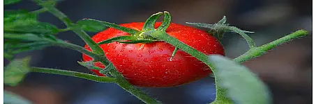 ΒΙΟΜΗΧΑΝΙΚΗ ΤΟΜΑΤΑ