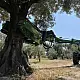 ΑΝΑΡΤΩΜΕΝΟ ΔΟΝΗΤΙΚΟ ΜΗΧΑΝΗΜΑ TF 80 SICMA